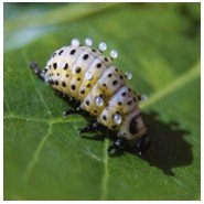 Leaf beetles occur